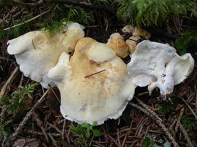 Avventura  nel  Pianeta  Jurassiano